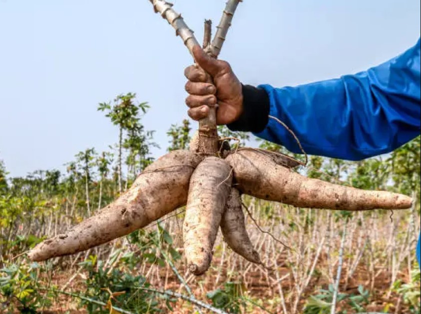 Cassava