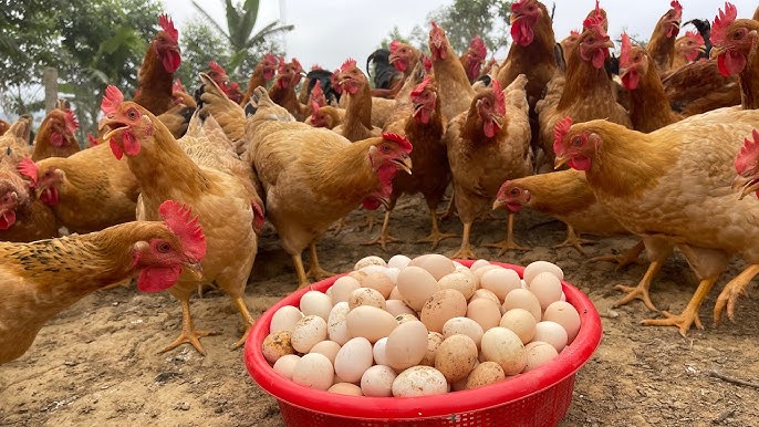 Poultry livestock